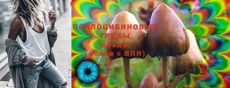 кракен ссылки  Воронеж  Псилоцибиновые грибы Psilocybe 